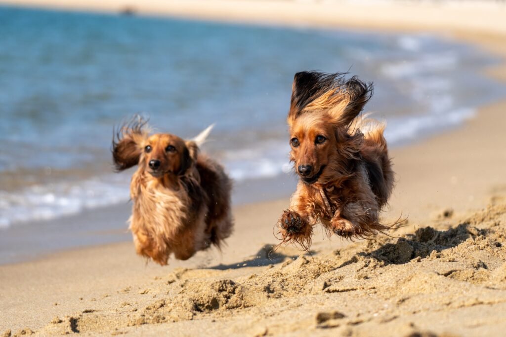 Pets que amam a praia: como cuidar da pelagem depois de um dia no mar