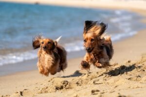 Pets que amam a praia: como cuidar da pelagem depois de um dia no mar