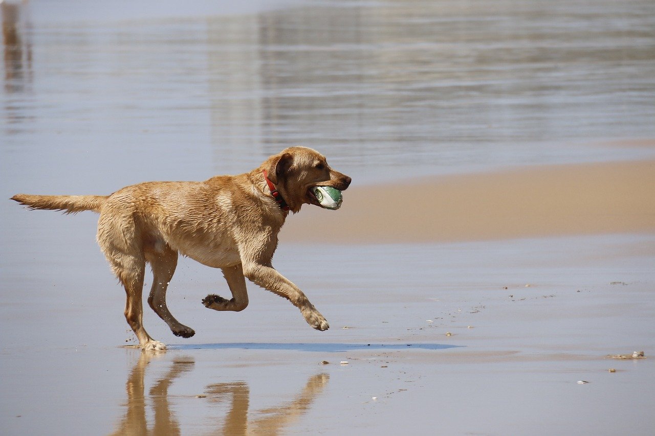 Pets no verão de Floripa: como proteger seu cão ou gato contra o calor e a umidade