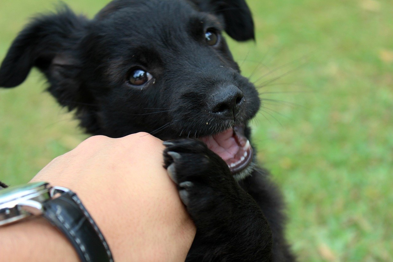 Cuidados diários com seu pet: pequenos gestos que fazem a diferença