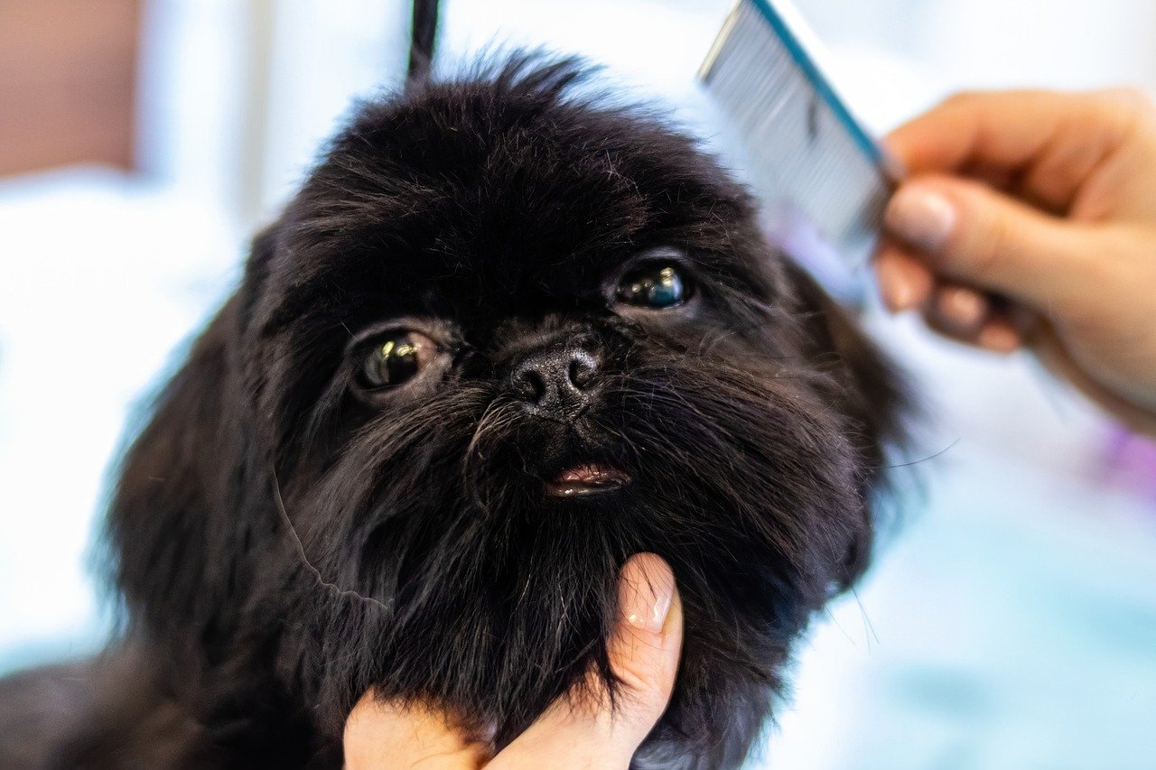 Mitos e verdades sobre o pet shop banho e tosa: o que os tutores ainda não sabem?