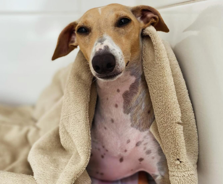 Bem-estar animal: veja como o clima de Floripa exige atenção especial