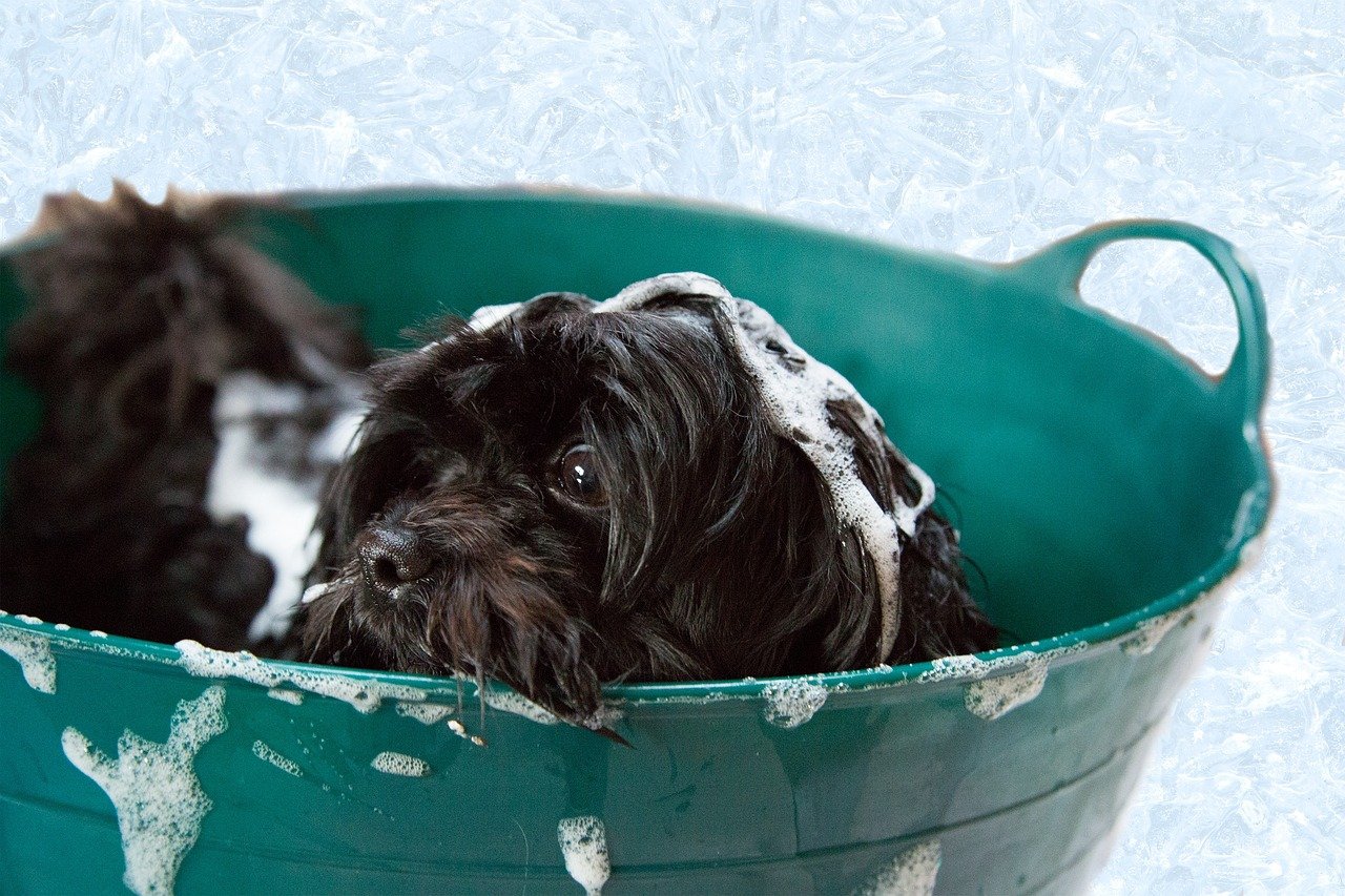Cachorros no inverno de Floripa: como manter seu pet aquecido e limpo
