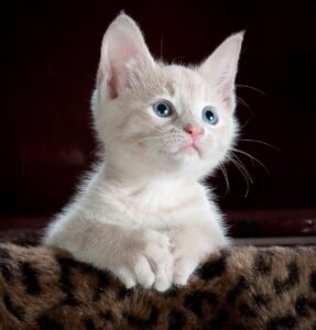Dicas valiosas de cuidados com felinos: especial para quem tem gato em Florianópolis