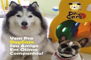 Day Care pet em Florianópolis: vale a pena? Veja os benefícios
