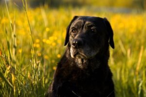 Estresse canino: 8 técnicas para cuidar do seu amiguinho