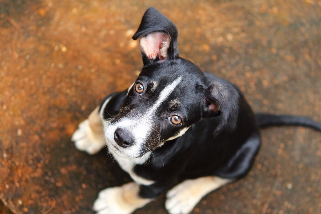 Mau cheiro em pets: o que pode ser e como resolver?