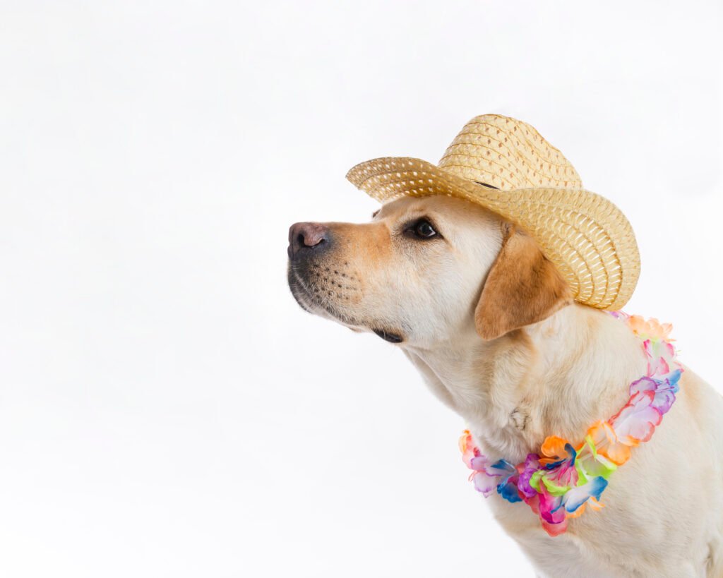 Arraiá Pet em Florianópolis: 5 dicas para deixar seu bichinho pronto para a festa!