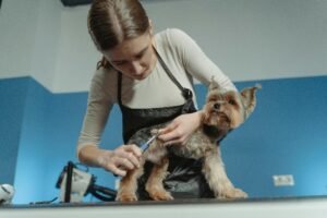 Estética animal: o que está em alta nos cuidados com pets em Florianópolis?