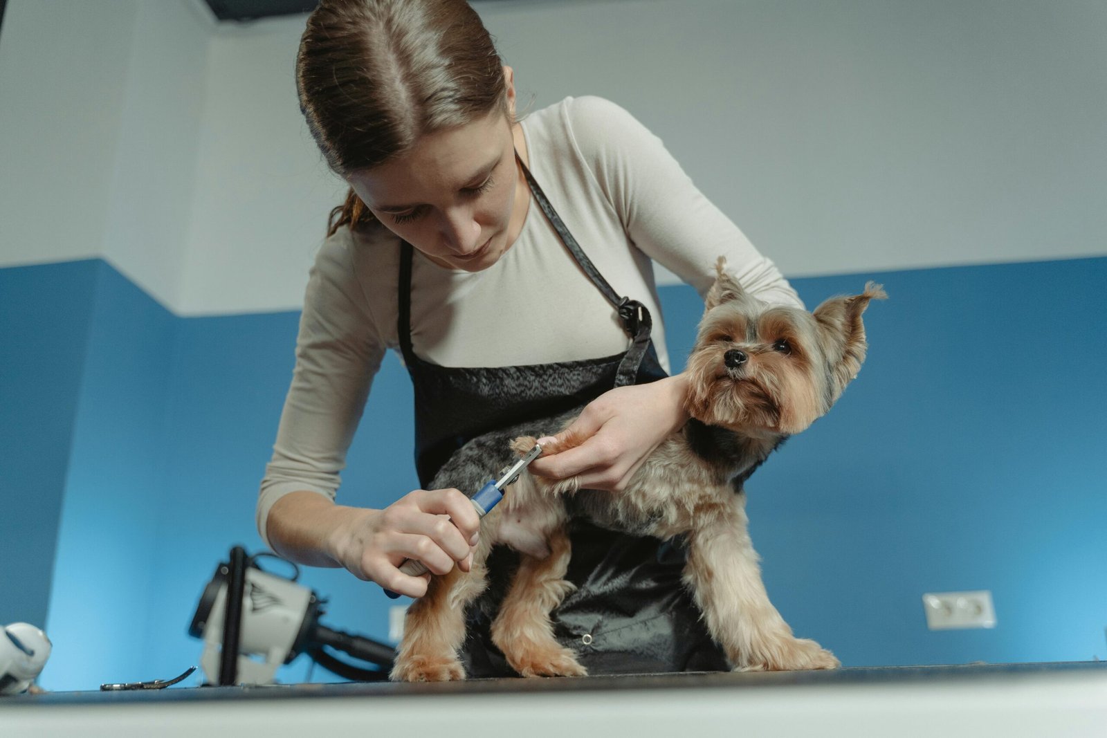 Estética animal: o que está em alta nos cuidados com pets em Florianópolis?