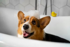 Como manter seu pet limpo em casa: o que usar e onde encontrar produtos pet em Floripa