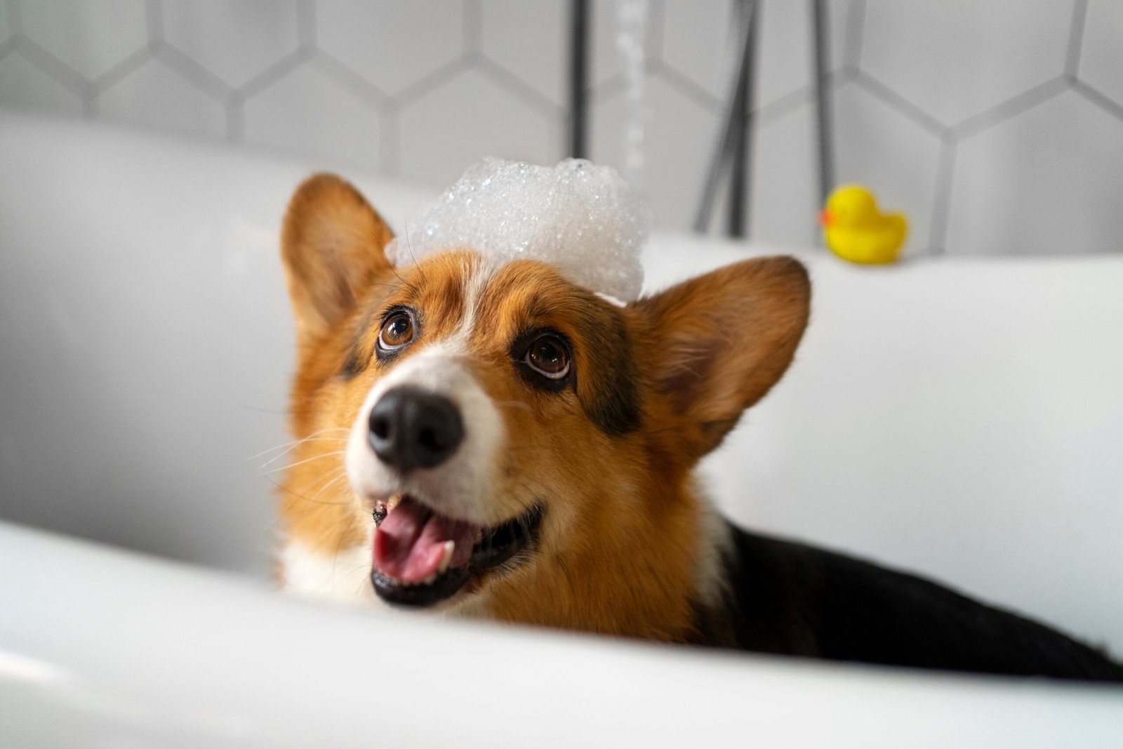 Como manter seu pet limpo em casa: o que usar e onde encontrar produtos pet em Floripa