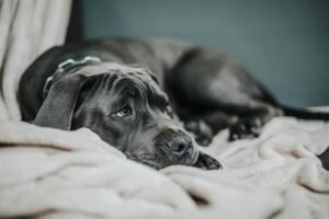 Doença do carrapato em cachorro: tire suas dúvidas