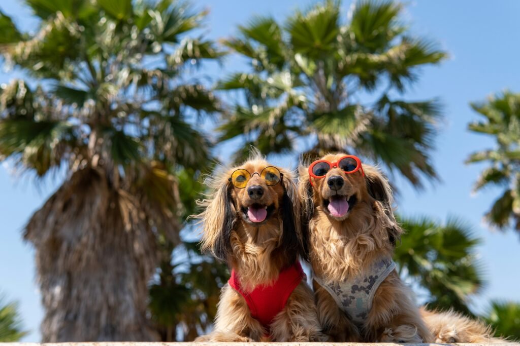 Pets estilosos em Floripa: 4 tendências de tosa para quem ama o Lifestyle da Ilha
