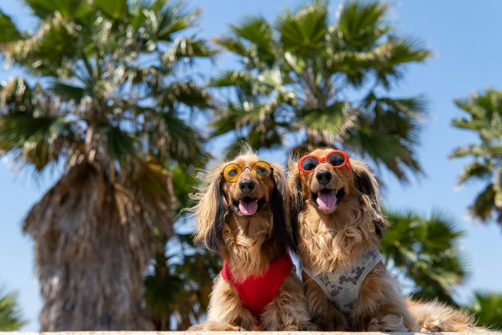 Pets estilosos em Floripa: 4 tendências de tosa para quem ama o Lifestyle da Ilha