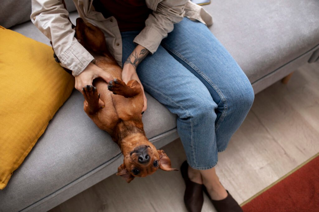 Verme em cachorro: como prevenir parasitas nos pets