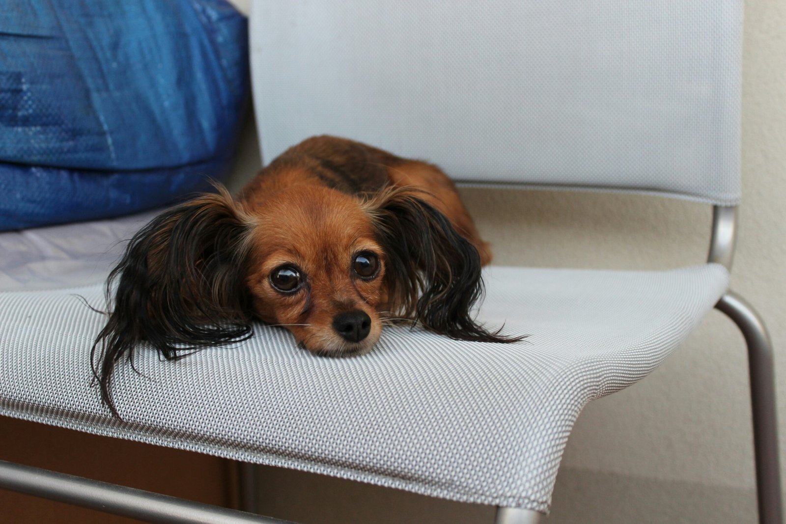 Verme em cachorro: como prevenir parasitas nos pets