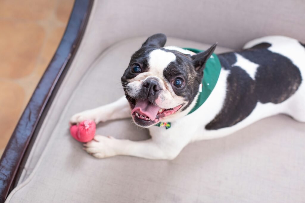 Brinquedos para pets: o que considerar por idade e raça