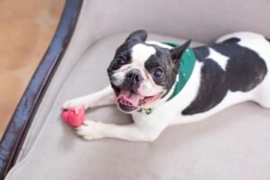 Brinquedos para pets: o que considerar por idade e raça