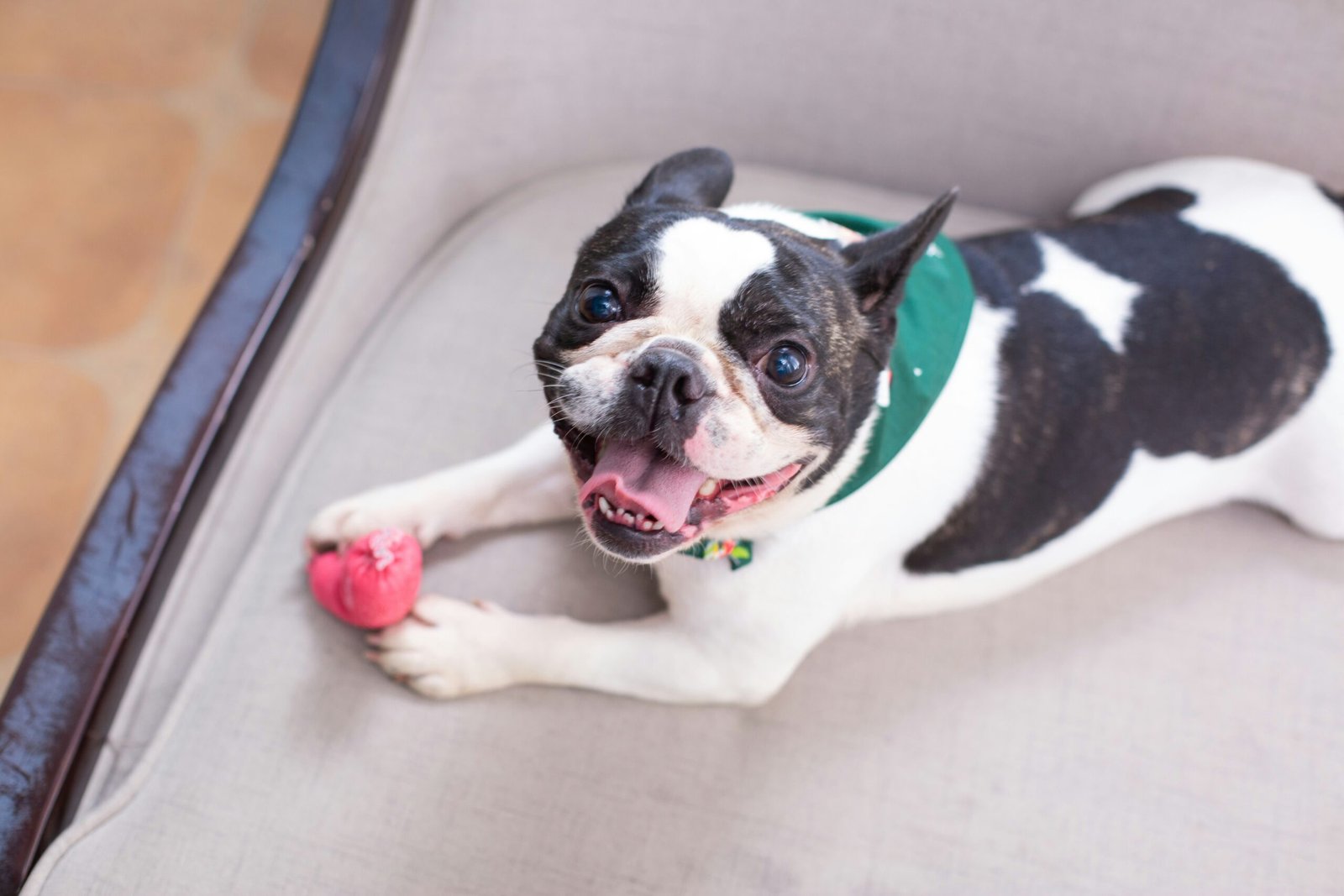 Brinquedos para pets: o que considerar por idade e raça