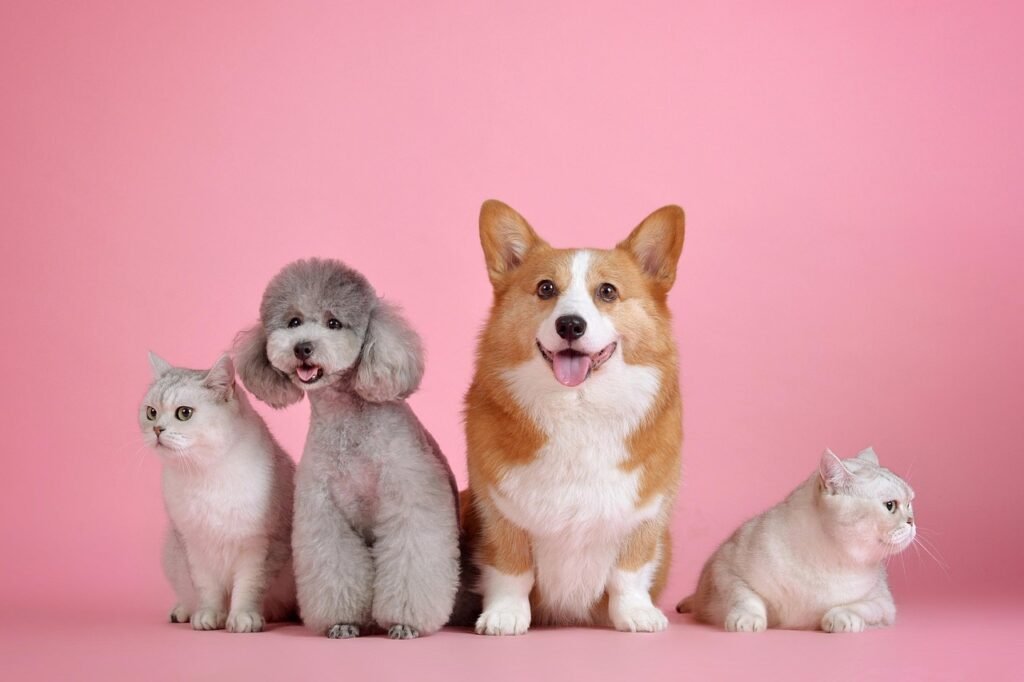 Dia dos Animais em Floripa: 7 ideias de presentes criativos para mimar seu pet