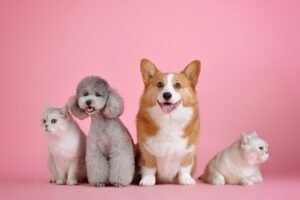 Dia dos Animais em Floripa: 7 ideias de presentes criativos para mimar seu pet