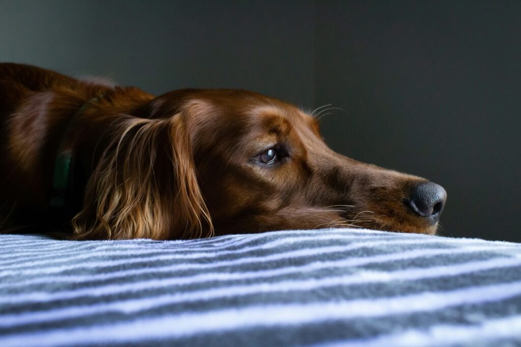 8 doenças em cachorros e como preveni-las