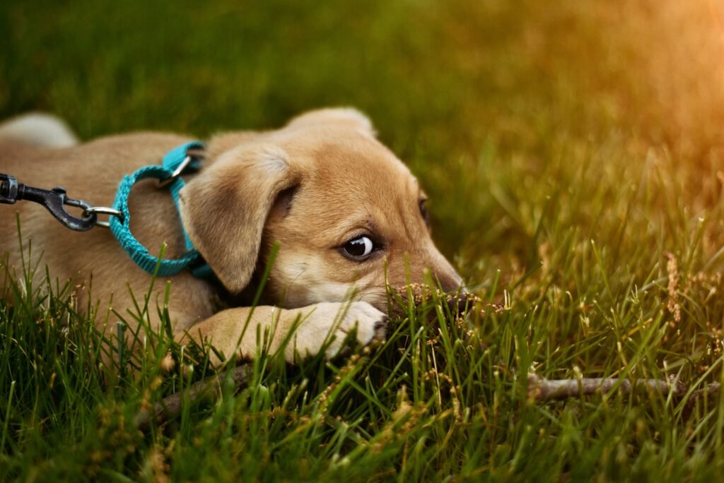8 doenças em cachorros e como preveni-las