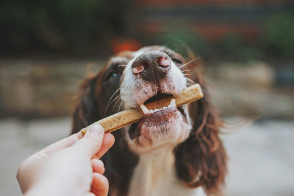 Saúde bucal pet: como escovar os dentes do cachorro