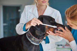 Saúde bucal pet: como escovar os dentes do cachorro